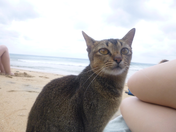 Beach Cat